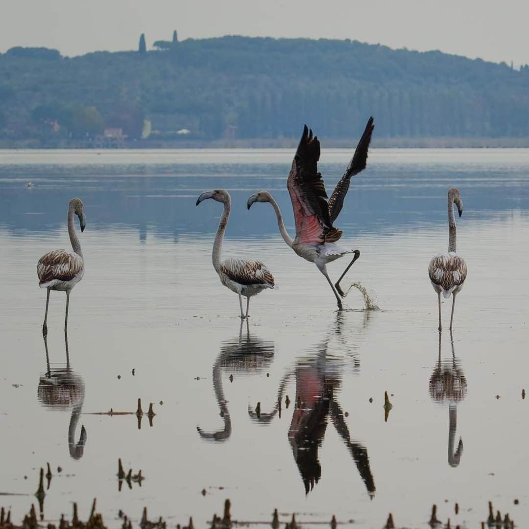 Chalet Sul Trasimeno Sant'Arcangelo  Екстер'єр фото